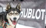 纪录人类与大自然的壮阔冒险时刻：宇舶第四年担任全球最著名雪橇犬大赛官方时计