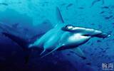 海中怪鲨——雅典航海系列1502-151LE-3/93-HAMMER锤头鲨潜水计时男表